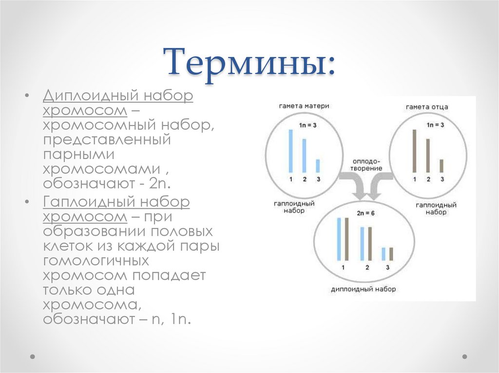 Рисунок диплоидного набора хромосом