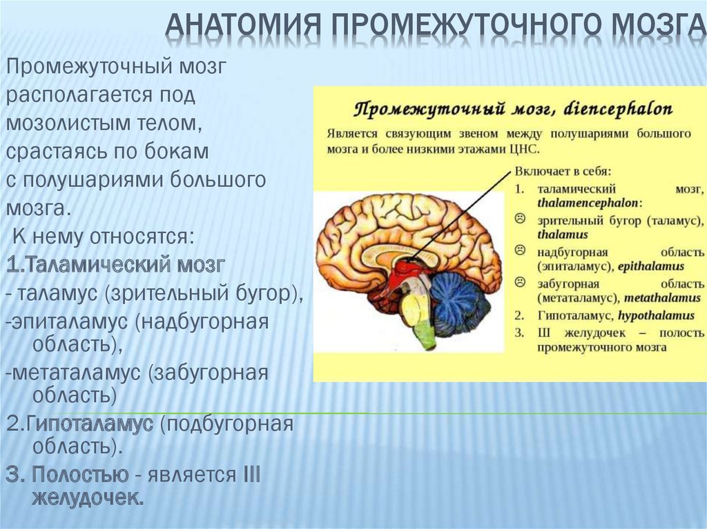 Промежуточный мозг располагается в. Промежуточный мозг расположение строение функции. Промежуточный мозг строение и функции. Структуры отделов и функции промежуточного мозга. Отделы промежуточного мозга анатомия.