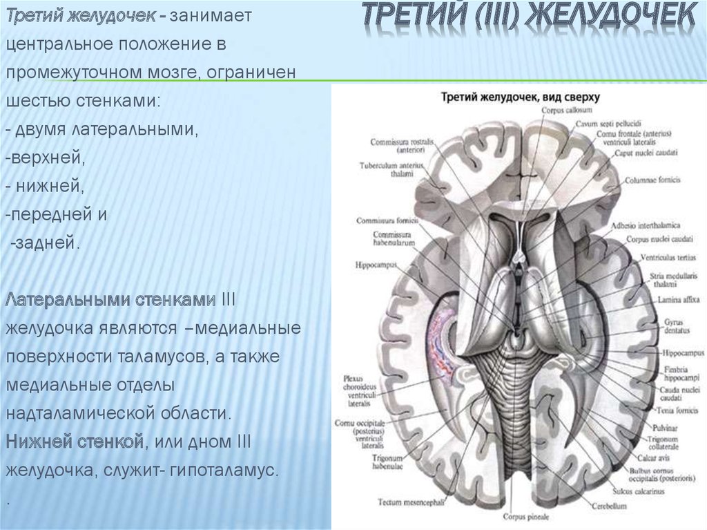 Какой цифрой на рисунке обозначен промежуточный мозг