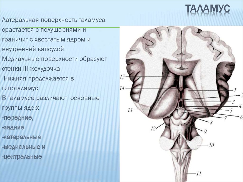 Медиальная стенка. Строение промежуточного мозга с дорсальной поверхности. Промежуточный мозг анатомия дорсальная поверхность. Латеральная поверхность таламуса. Зрительные Бугры промежуточного мозга.