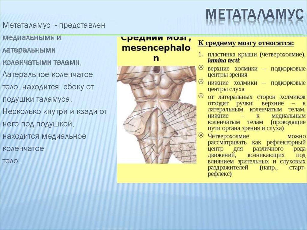 Коленчатые тела мозга. Метаталамус структуры и функции. Метаталамус коленчатые тела. Эпиталамус и метаталамус. Медиальное и Латеральное коленчатое тело.
