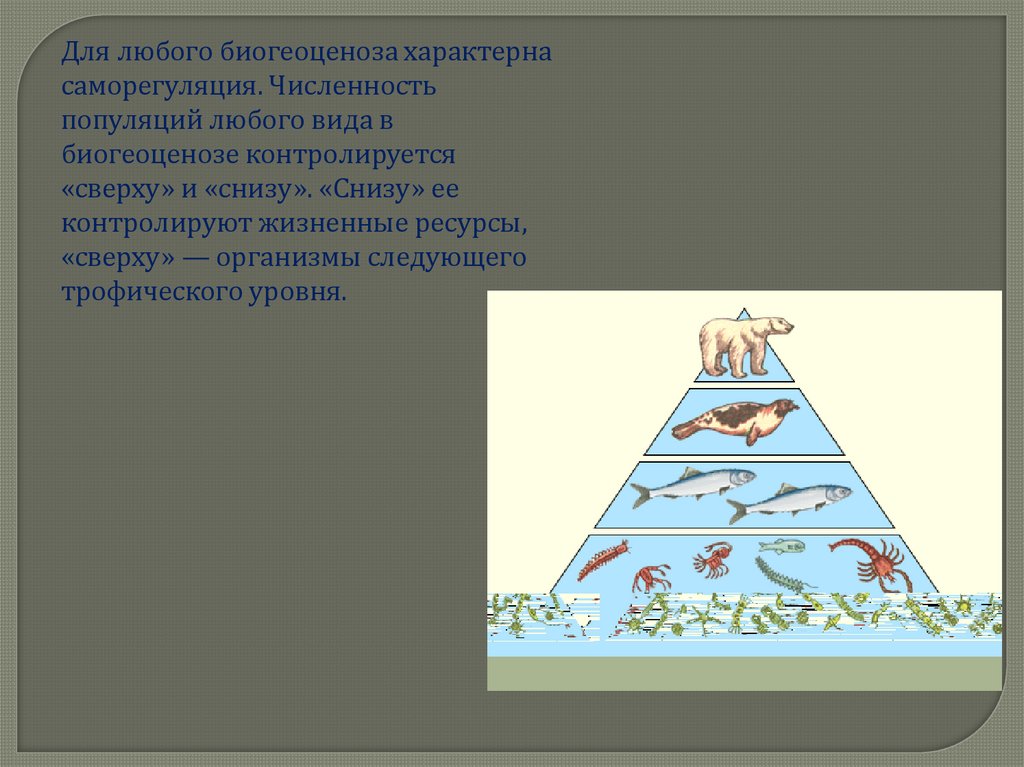 Презентация по биологии 9 класс развитие и смена биогеоценозов