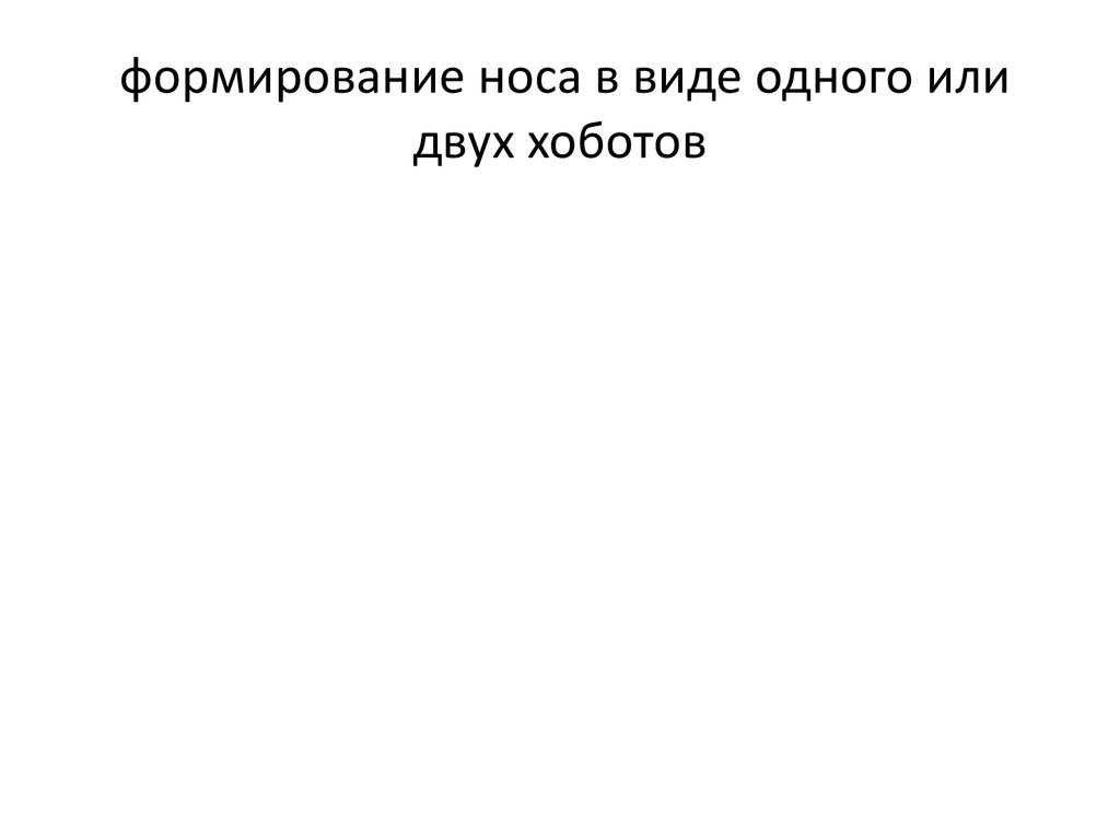 формирование носа в виде одного или двух хоботов