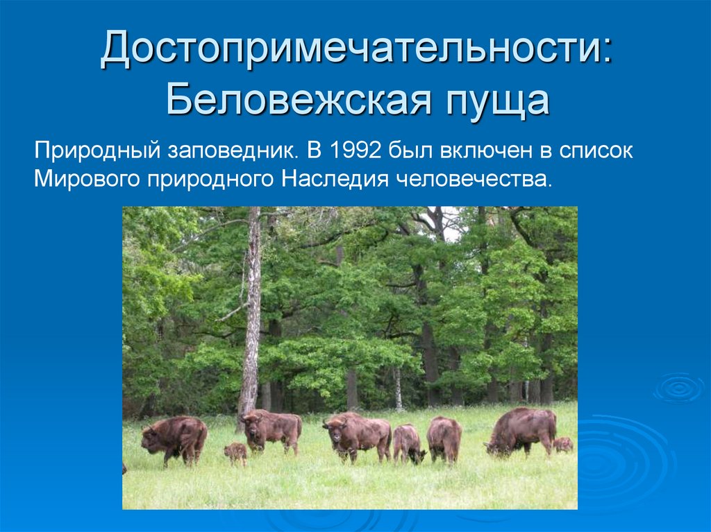 Белоруссия 3 класс. Беларусь достопримечательности Беловежская пуща. Достопримечательности Беларуси презентация. Достопримечательности Белоруссии презентация. Интересные факты о Беловежской пуще.