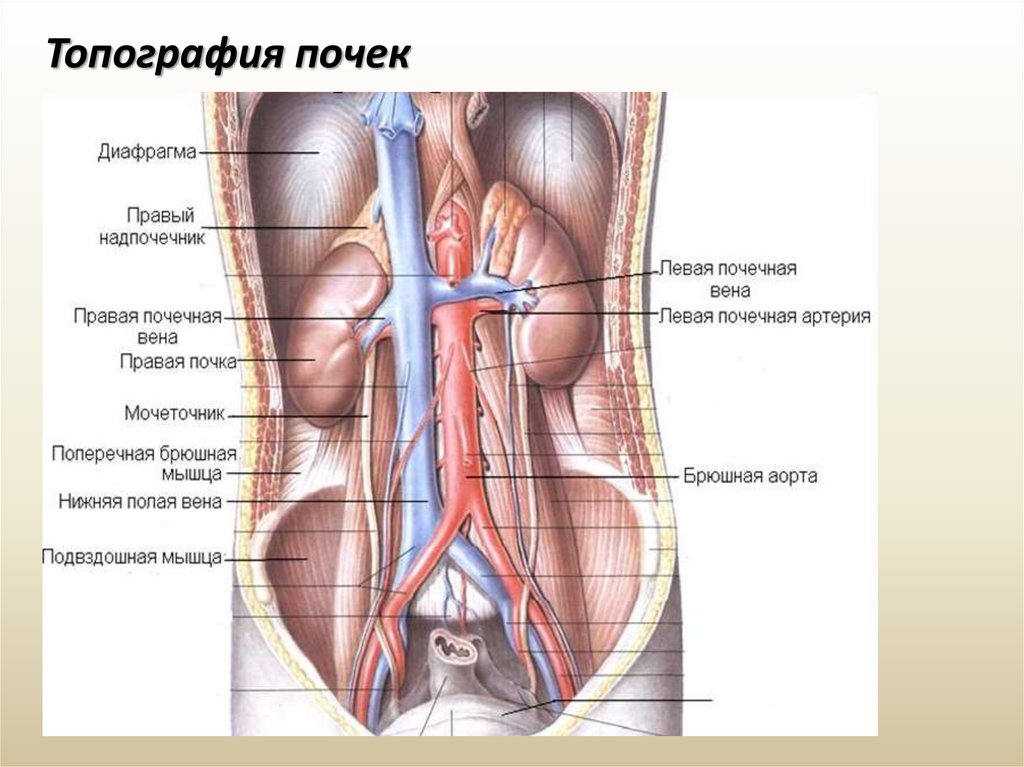 Мочеточник левой почки. Топография почек вид спереди. Топография почек синтопия. Анатомия человека внутренние органы почки и надпочечники. Топографическая анатомия почек.