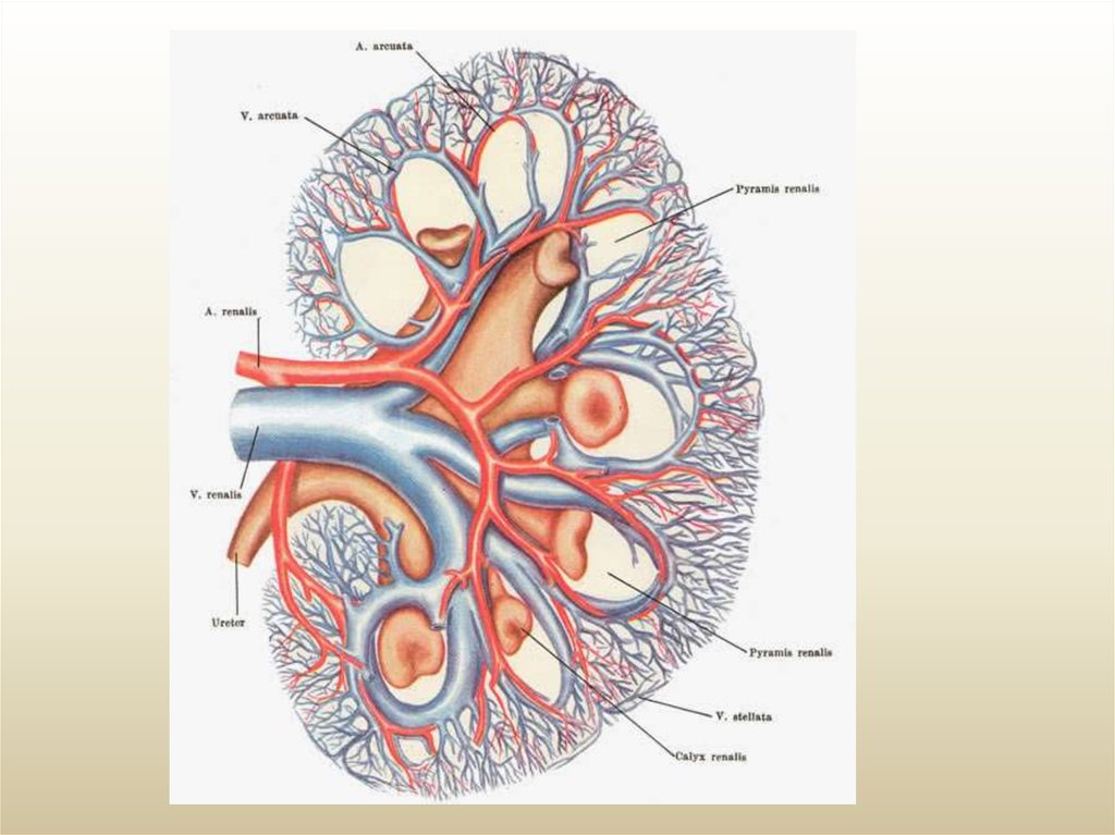 Почечная артерия на рисунке
