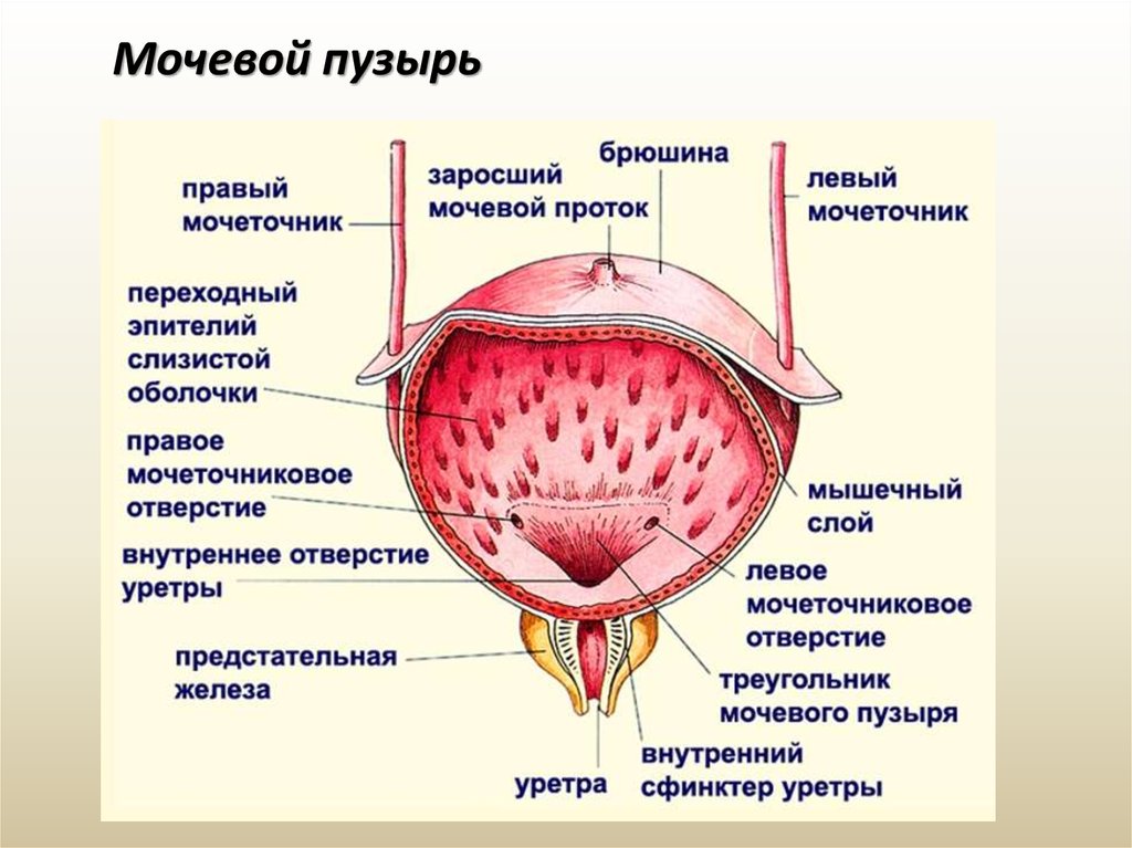 Задняя поверхность мочевого пузыря у мужчин прилежит. Наружное строение мочевого пузыря. Схема строения мочевого пузыря. Строение мочевого пузыря анатомия человека. Наружное строение мочевого пузыря анатомия.