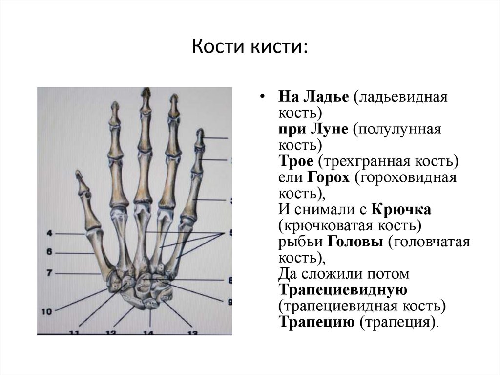 Как называются кости запястья. Ладьевидная кость кисти строение. Строение костей кисти вид спереди. Ладьевидная кость кисти латынь. Кости запястья мнемоническое правило.