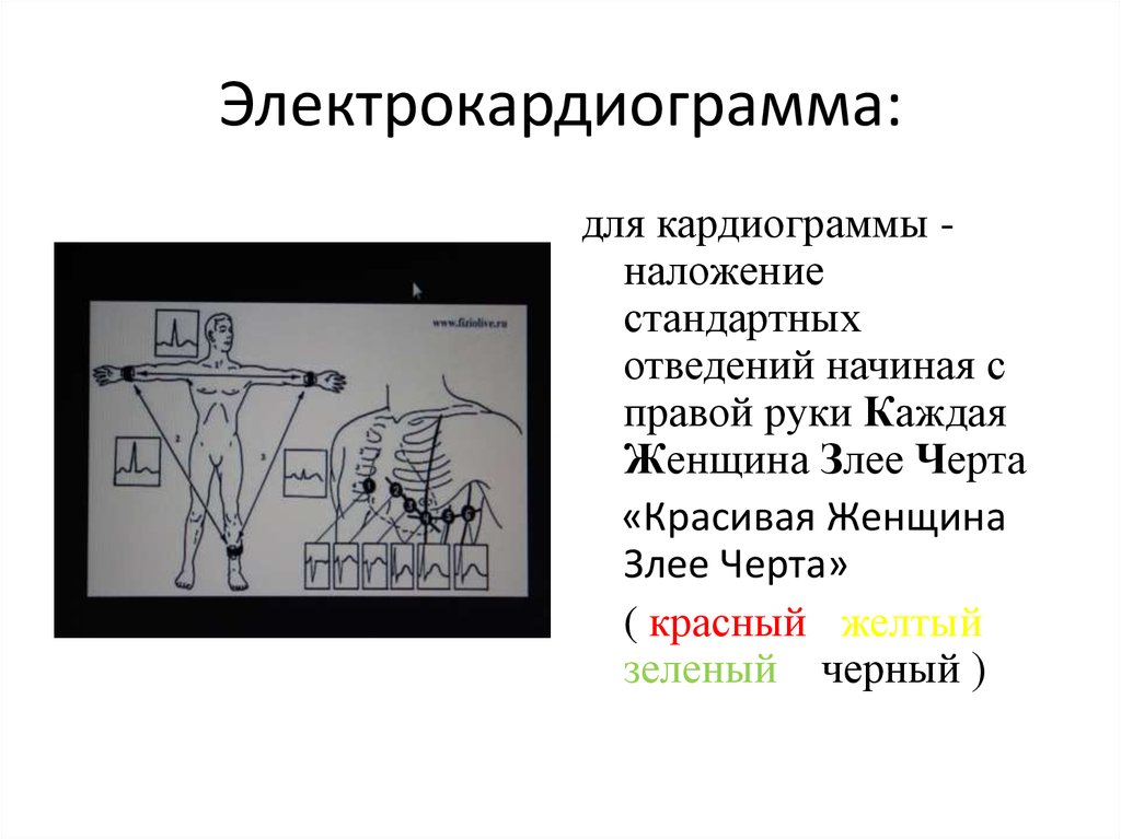 Физические основы электрокардиографии презентация