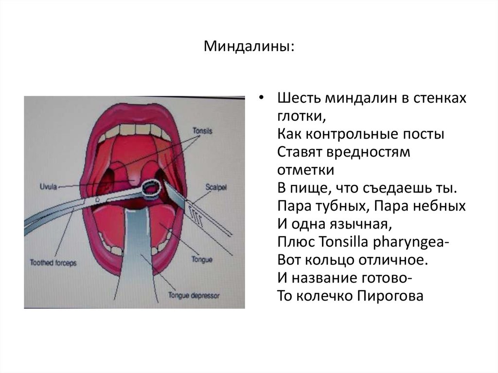 Гланды строение схема миндалины