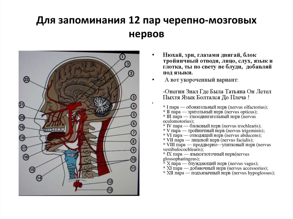 Vii черепной нерв