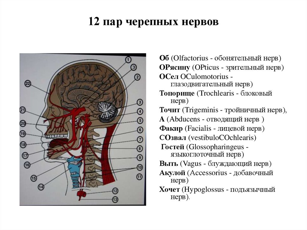 Xii пара черепных нервов