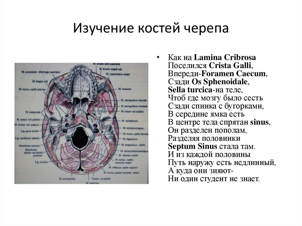 Основание черепа где. Кости основания черепа анатомия. Основание черепа анатомия Синельников. Внутреннее основание черепа анатомия атлас. Анатомия костей основания черепа.