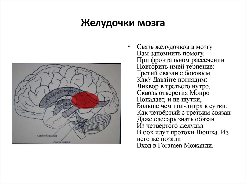 Боковые желудочки мозга