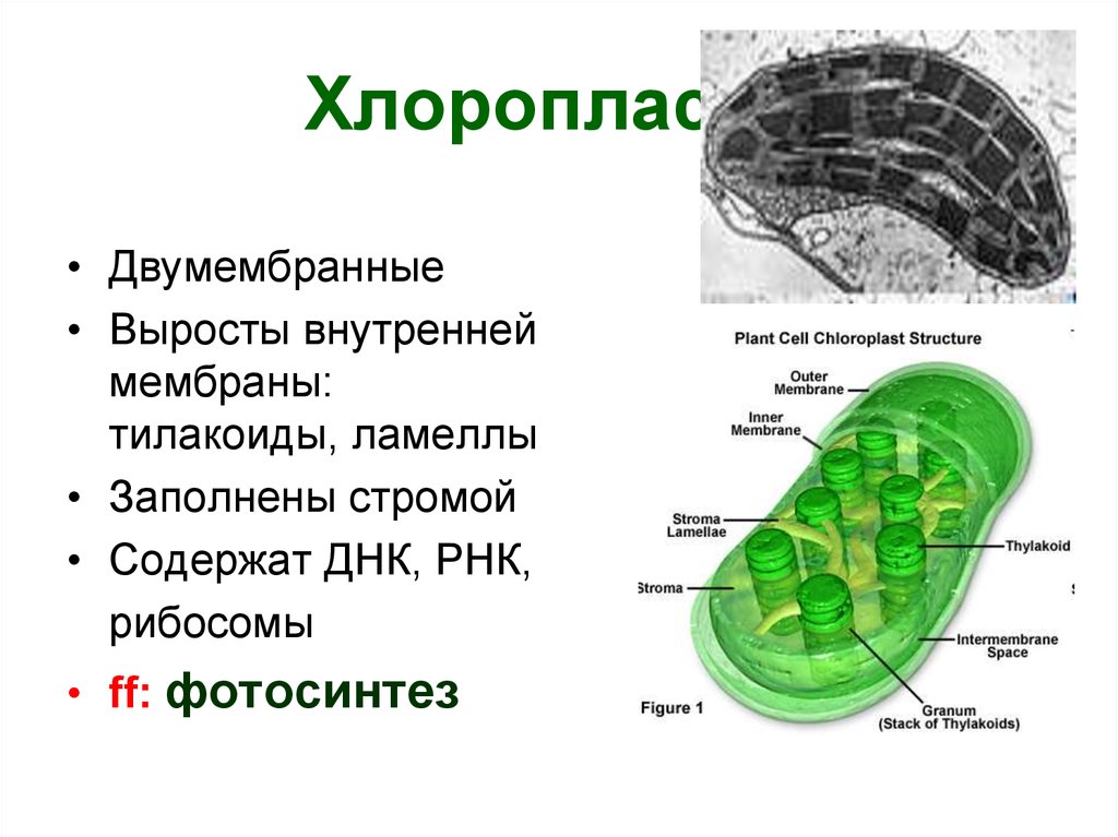 Хлоропласты имеют мембраны
