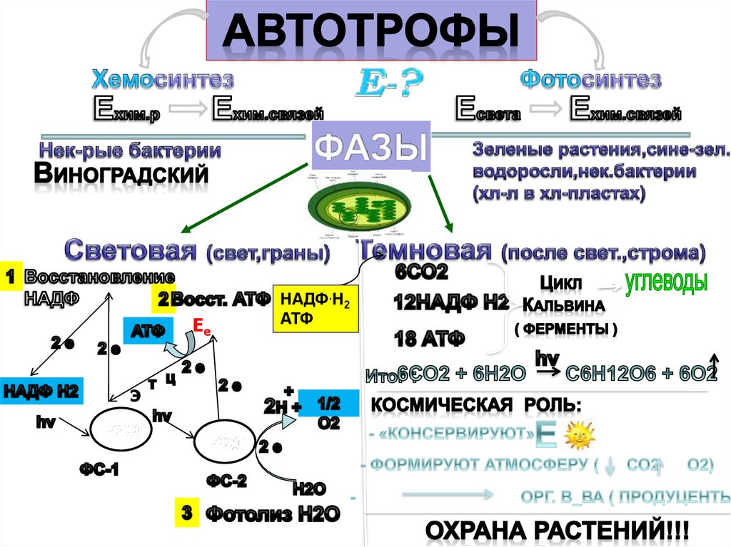 Сравнение фотосинтеза и хемосинтеза