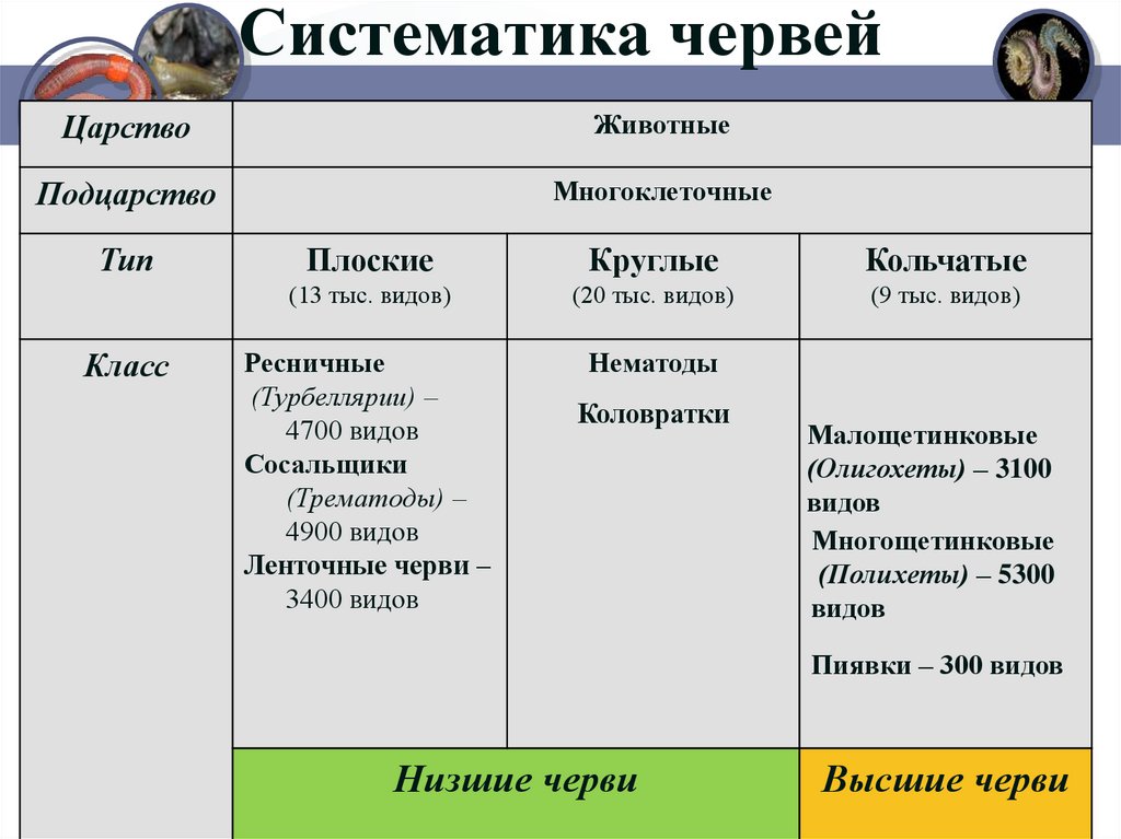 Отличие червей. Тип плоские черви классификация. Классификация типа круглые черви таблица. Классификация червей схема. Тип круглые черви систематика.