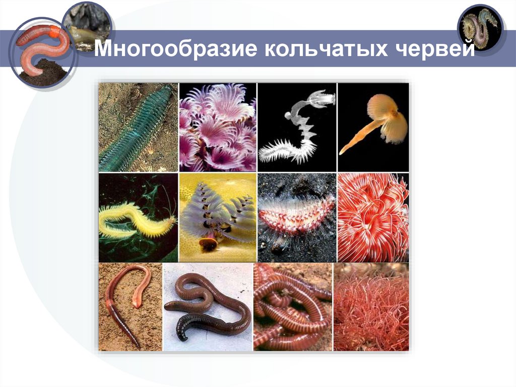 От каких животных произошли кольчатые черви моллюски. Представители класса кольчатые черви. Многообразие кольчатых червей 7 класс биология. Тип кольчатые черви многообразие.