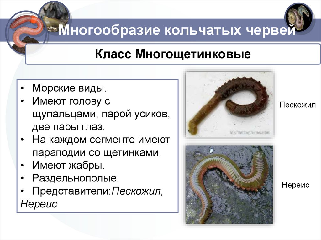 Форма кольчатых червей. Многощетинковые черви черви. Класс кольчатых червей Тип многощетинковые. Класс многощетинковые черви общая характеристика 7 класс. Тип кольчецы многощетинковые характеристики.