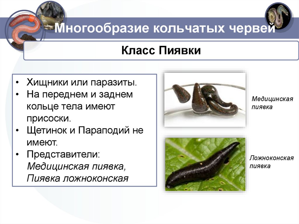 Многообразие червей
