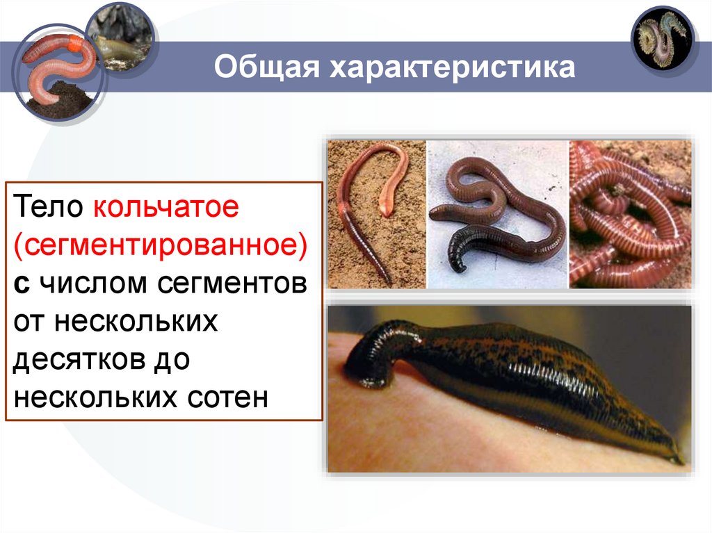 Какая форма червя. Кольчатые черви тело сегментировано. Форма кольчатых червей. Форма тела кольчатых червей. Плоские круглые и кольчатые черви.