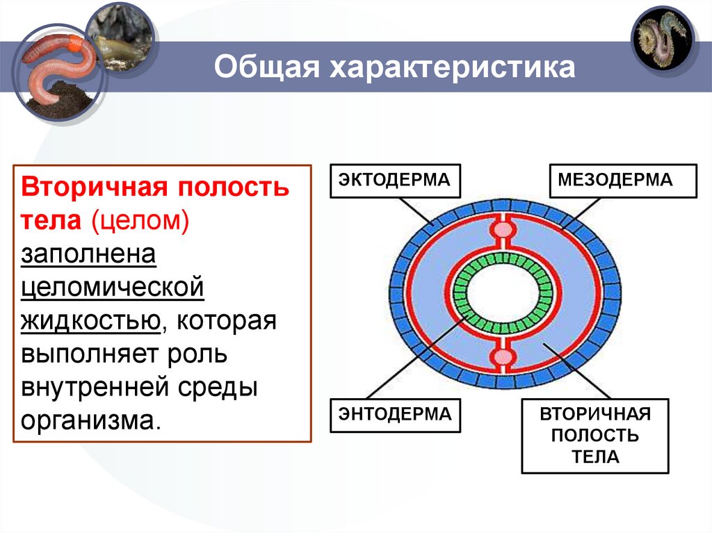 2 полость тела. Кольчатые черви вторичная полость тела. Вторичная полость кольчатых червей. Первичная и вторичная полость тела червей. Первичная полость тела и вторичная полость тела.