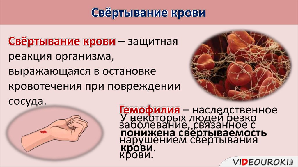 Презентация по крови