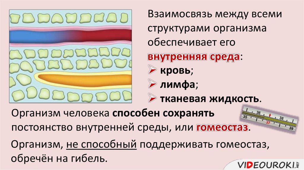 Внутренняя среда организма обеспечивает. Взаимосвязь крови лимфы и тканевой жидкости. Жидкость образующая внутреннюю среду организма. Схема превращения жидкостей внутренней среды организма. Как связаны между собой жидкости внутренней среды организма.