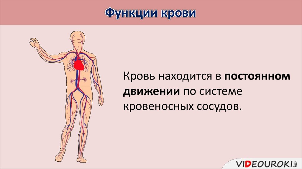 Внутренняя среда организма кровеносная система