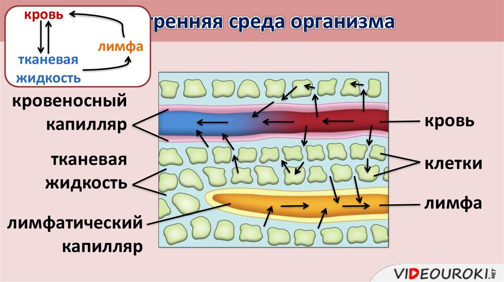 Строение внутренней среды организма