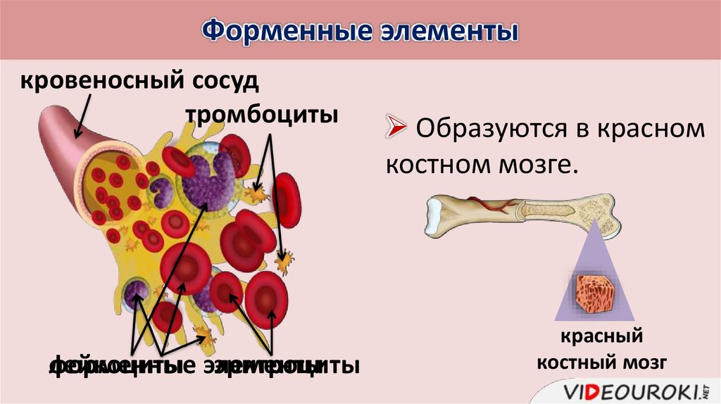 Красный костный мозг вырабатывает лейкоциты. Эритроциты в костном мозге. В Красном костном мозге образуются. Красный костный мозг эритроциты.