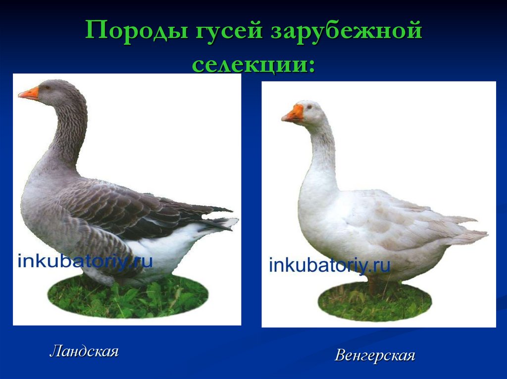 Породы диких гусей с фотографиями и названиями в россии