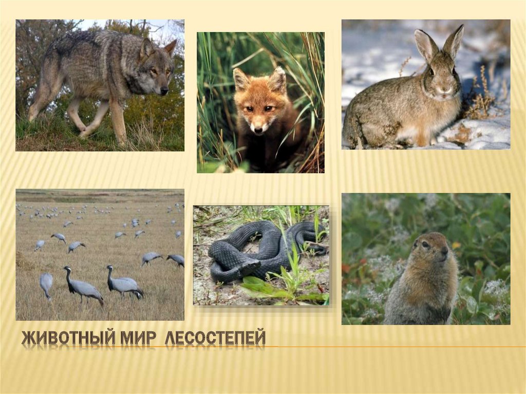 Зона лесостепей животный мир. Животный мир лесостепи и степи в России. Растительный и животный мир лесостепи и степи. Зона лесостепей и степей животные. Зона лесостепь растительный и животный мир в России.