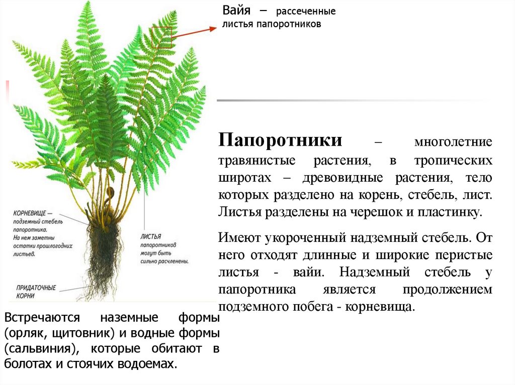 Какие органы есть у папоротников. Листья вайи папоротника. Папоротник нефролепис корни. Строение папоротниковидных растений. Характеристика папоротника лист Вайя.