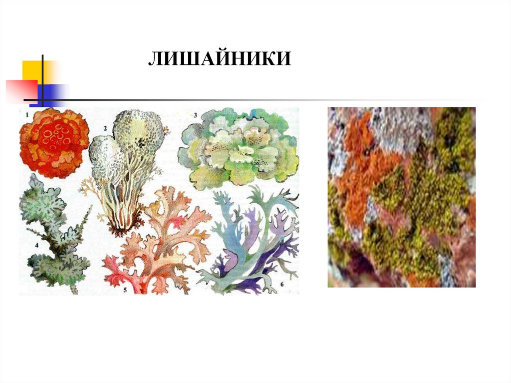 Лишайники комплексные низшие организмы. Лишайники 5 класс биология рисунок. Лишайники 5 класс биология. Лишайник рисунок биология 7 класс. Лишайники 7 класс биология.