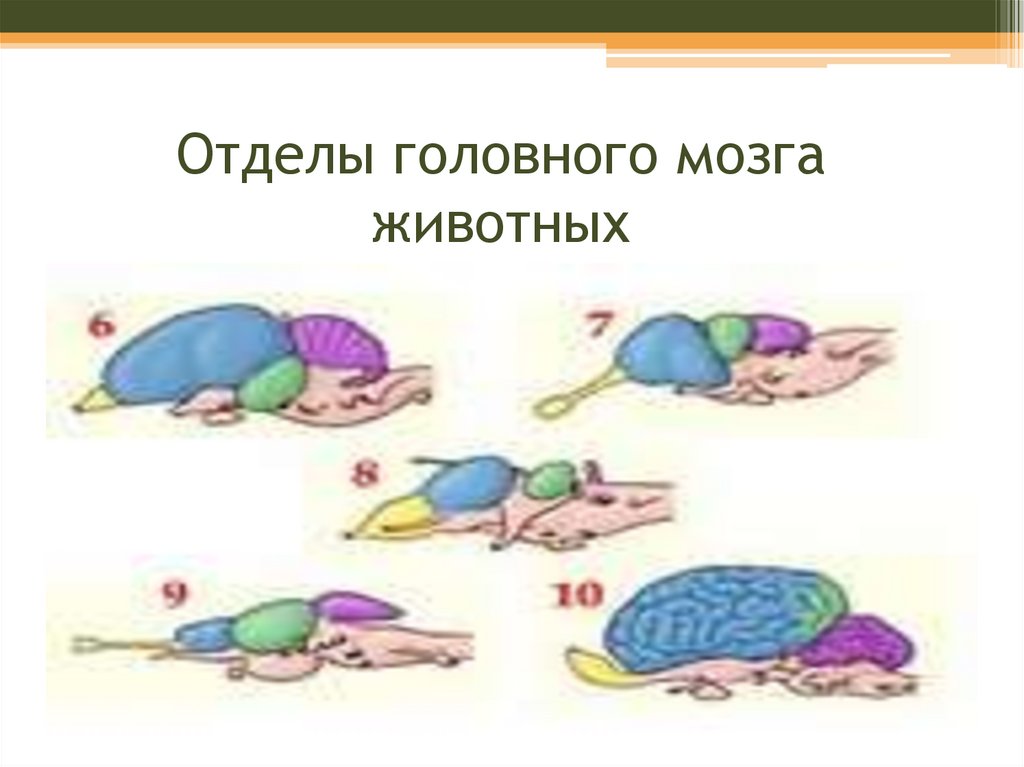 Функция головного мозга животных. Отделы мозга животных. Мозг животных. Формирование головного мозга у животных. Строение головного мозга животного.