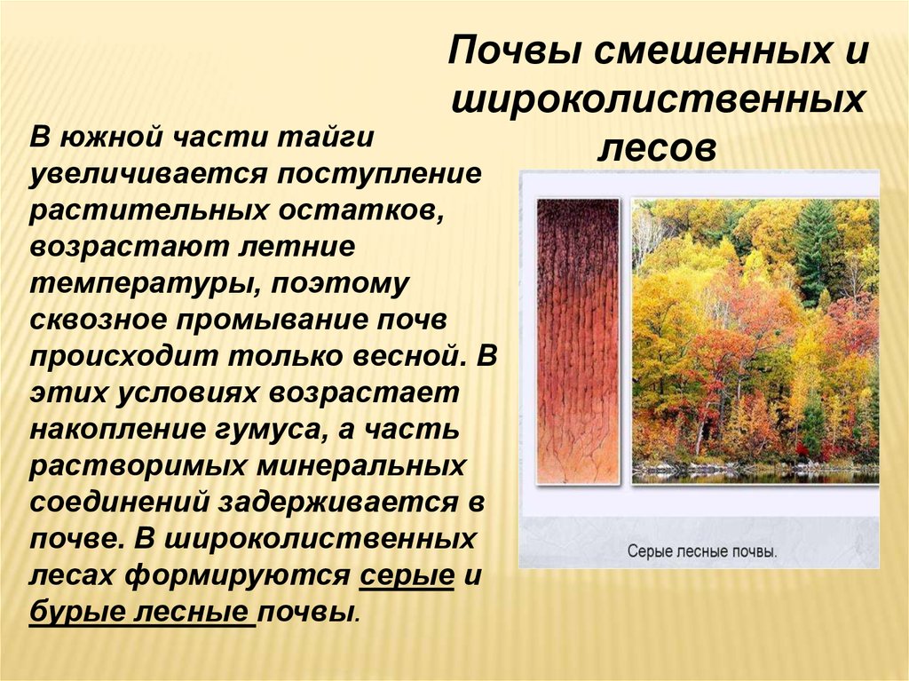 Почва широколиственных лесов 8 класс. Широколиственные леса почвы в России. Почва лиственных лесов. Почвы смешанных и широколиственных лесов. Смешанные и широколиственные леса почва.