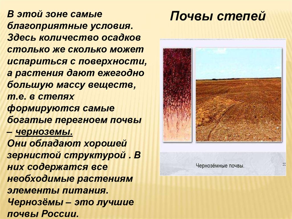 Какие области черноземные почвы россии. Черноземы почвы 8 класс. Почвы степи. Тип почвы в степи. Зона степей почва.