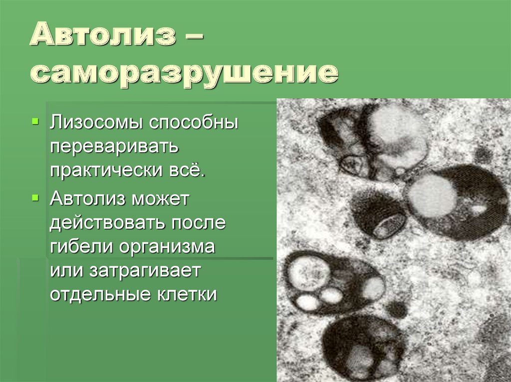 Аутолиз. Автолиз лизосомы. Автолиз клетки. Аутолиз лизосом. Роль лизосом в аутолизе клетки?.