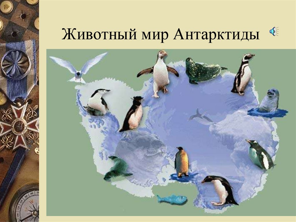 Растения на материке антарктида. Животный мир Антарктиды. Животные Антарктиды для детей. Антарктида материк животные. Животные Антарктиды на карте.