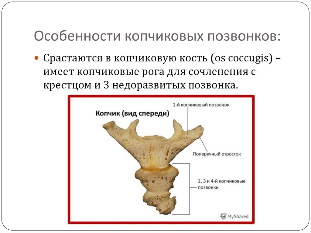 Крестцовые позвонки неподвижные. Особенности строения крестцового отдела позвоночника. Особенности строения копчикового позвонка. Особенности строения крестцовых позвонков. Строение позвонка копчикового отдела.