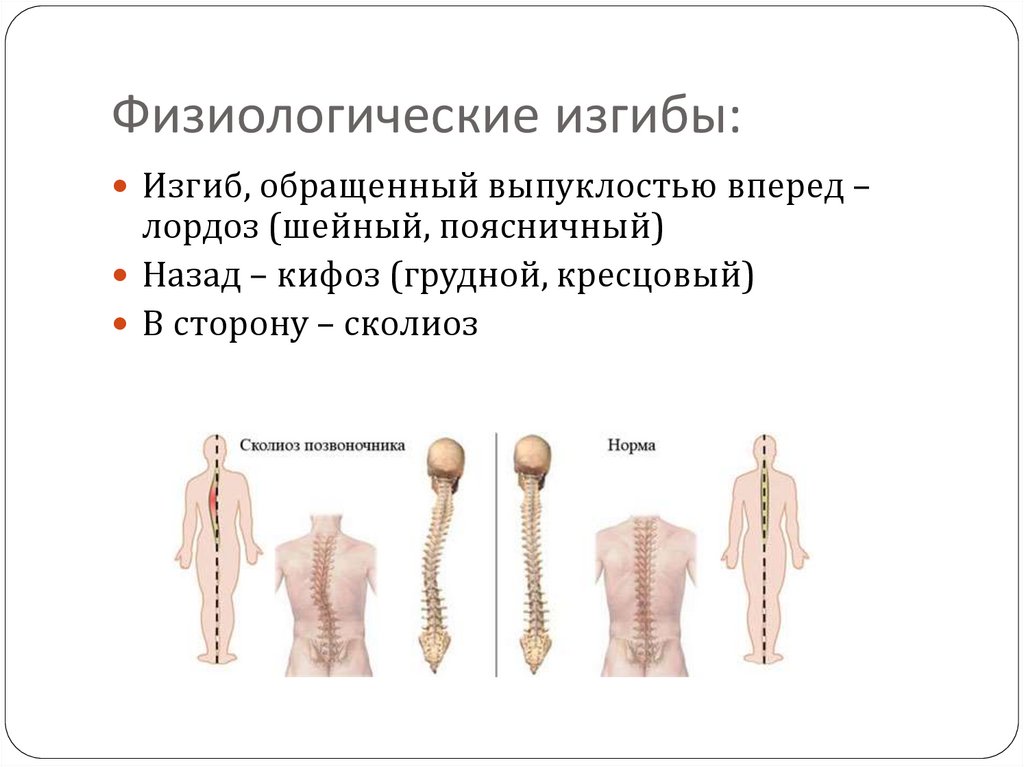 Скелет туловища презентация