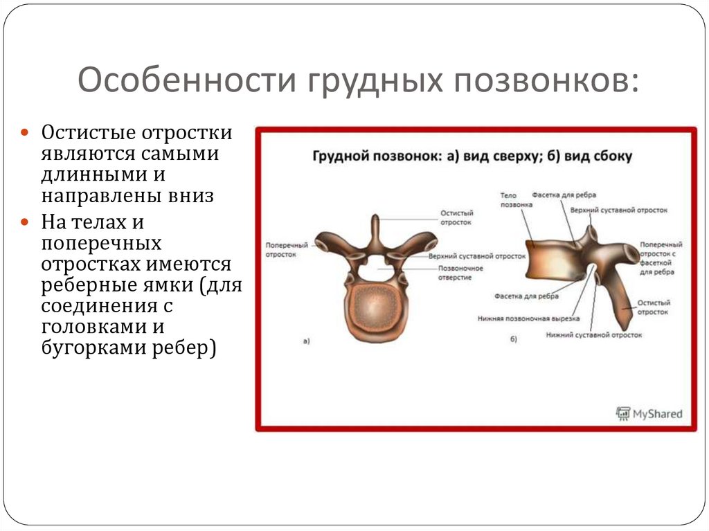 Анатомические образования характерные для грудных позвонков