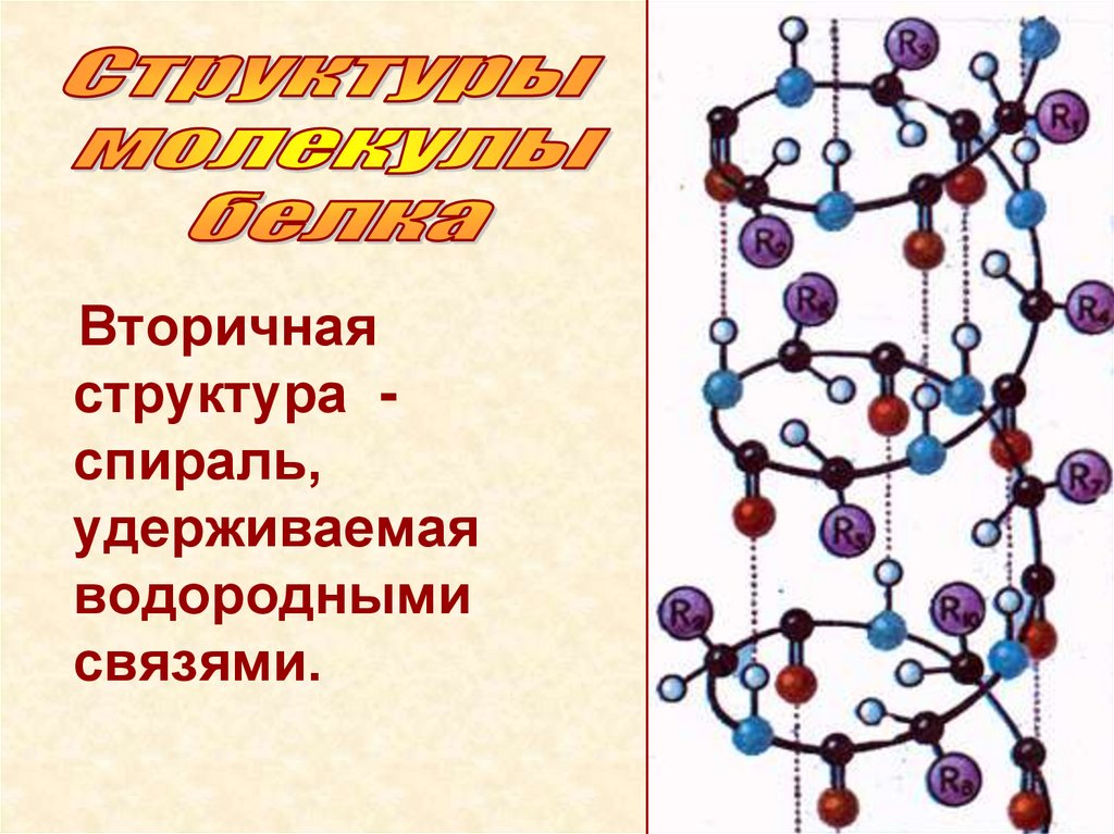 Вторичная структура белка рисунок