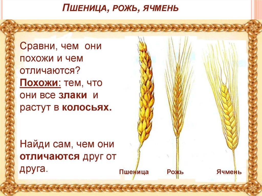 Найти слова колос. Как отличить пшеницу от ржи и ячменя. Колосья пшеницы. Пшеница рожь ячмень. Ячмень и пшеница отличия.