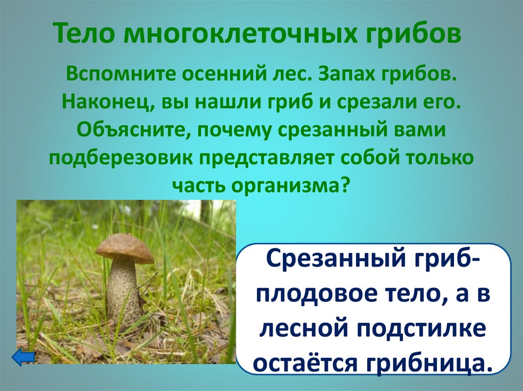 Группы многоклеточных грибов