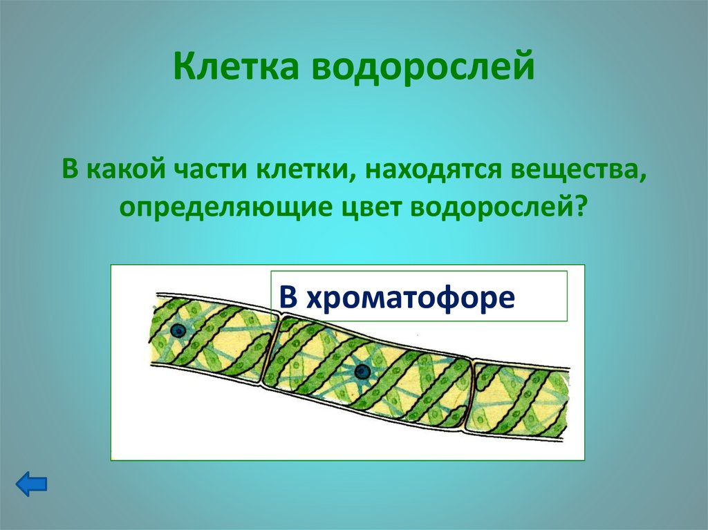 Хроматофоры характерны для