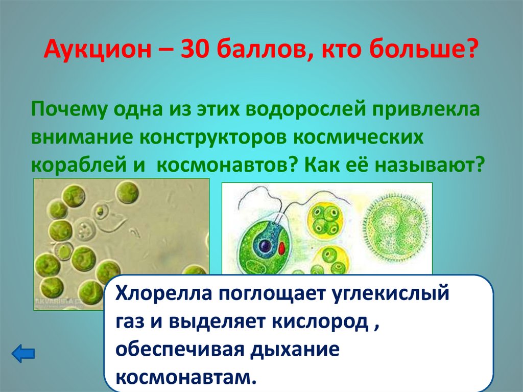 В каких биотехнологиях используют одноклеточные водоросли. Одноклеточная водоросль хлорелла. Одноклеточные водоросли хламидомонада и хлорелла. Одноклеточные растения хлорелла. Появление одноклеточных водорослей.