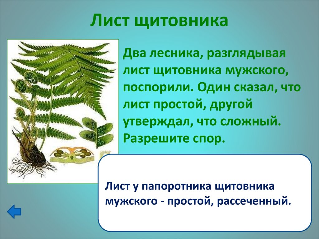 Три примера растений относящихся к папоротниковидные