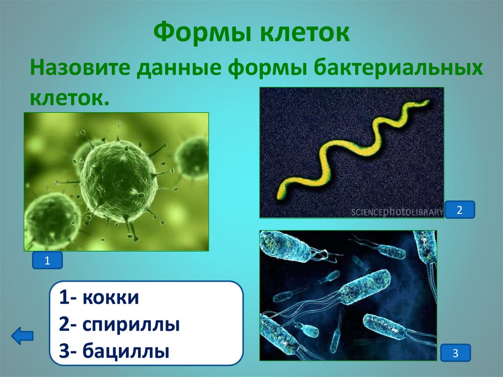 Назовите формы бактериальных клеток. Формы клеток бактерий. Формы бактериальных клеток. Формы бактериальных клето. Формы клеток бактериальных клеток.